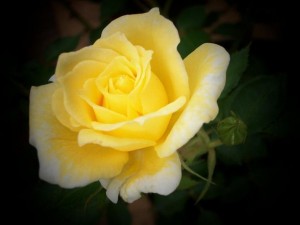 YELLOW DOLL (miniature)